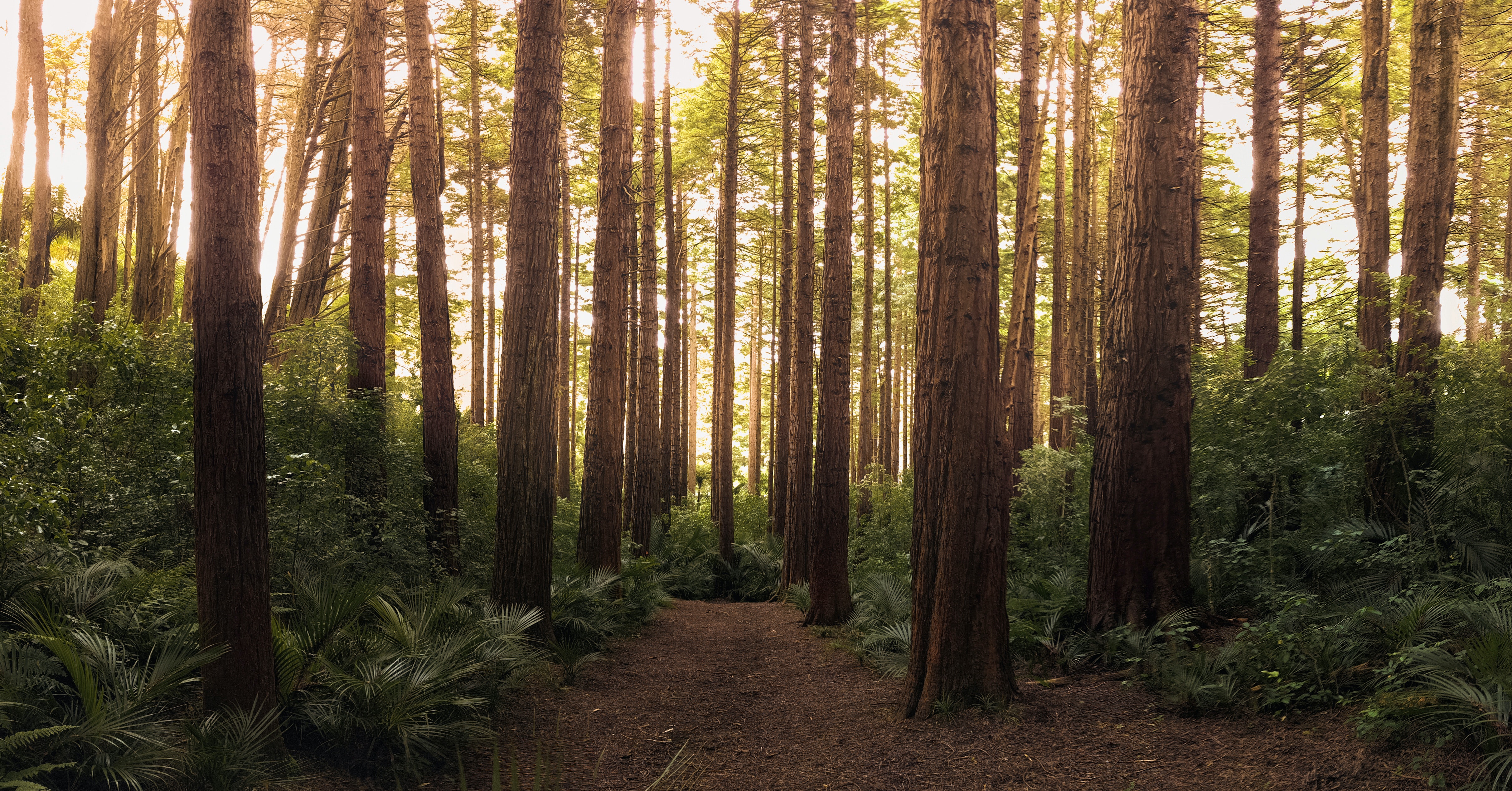 Redwoods landscape